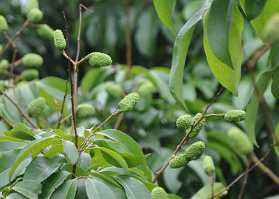 昆明荔枝市場批發(fā),優(yōu)質荔枝廠家批發(fā)-湛江市杰升貿易提供昆明荔枝市場批發(fā),優(yōu)質荔枝廠家批發(fā)的相關介紹、產(chǎn)品、服務、圖片、價格湛江市杰升貿易、銷售(含網(wǎng)上銷售):食品、水果、農產(chǎn)品、日用品、花卉;貨物、